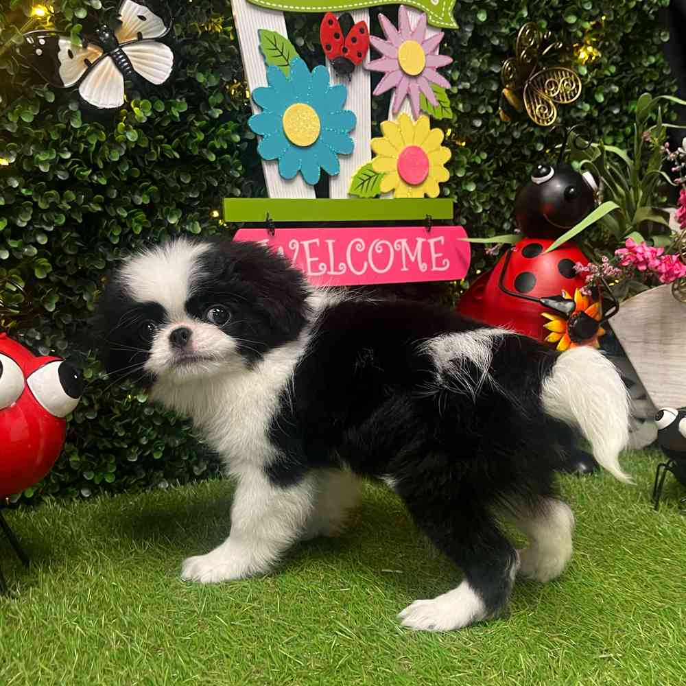 carousel pet images
