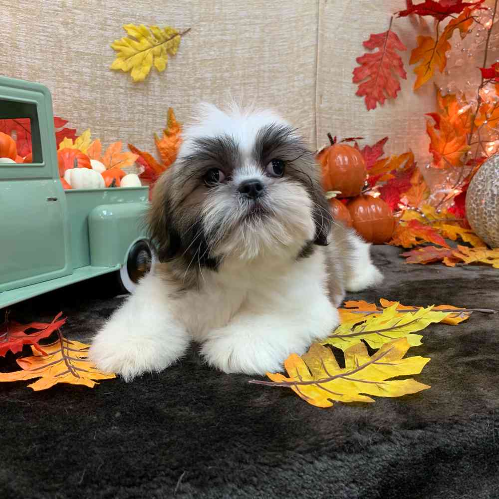 carousel pet images