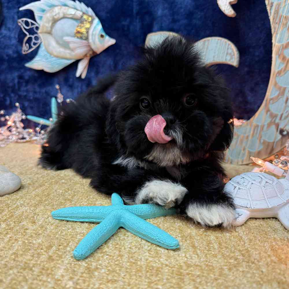 carousel pet images