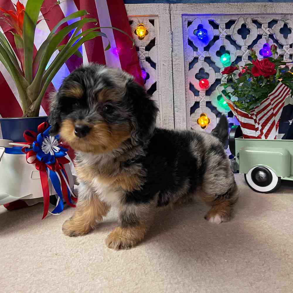 carousel pet images