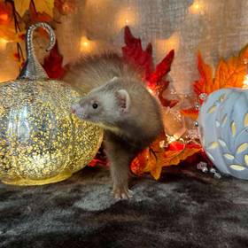 Ferret