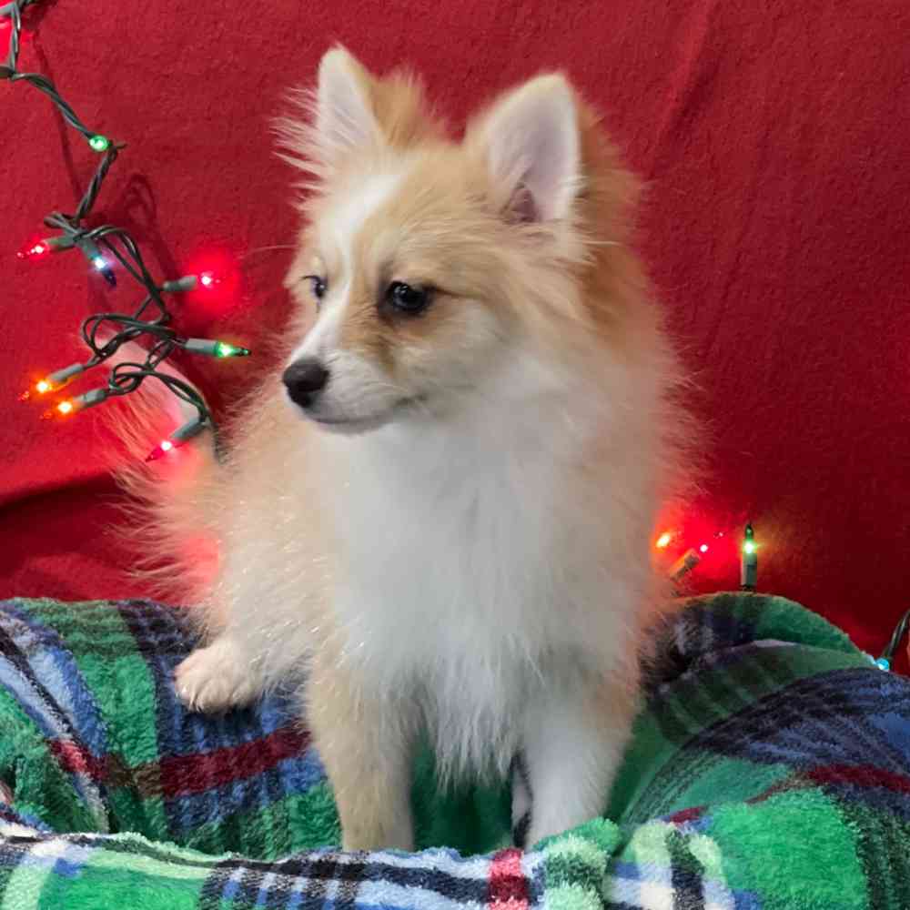 carousel pet images