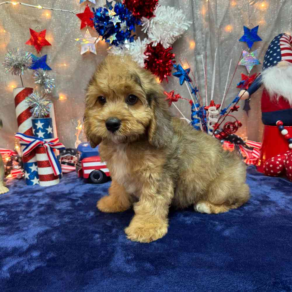 Image of a pet breed in the gallery