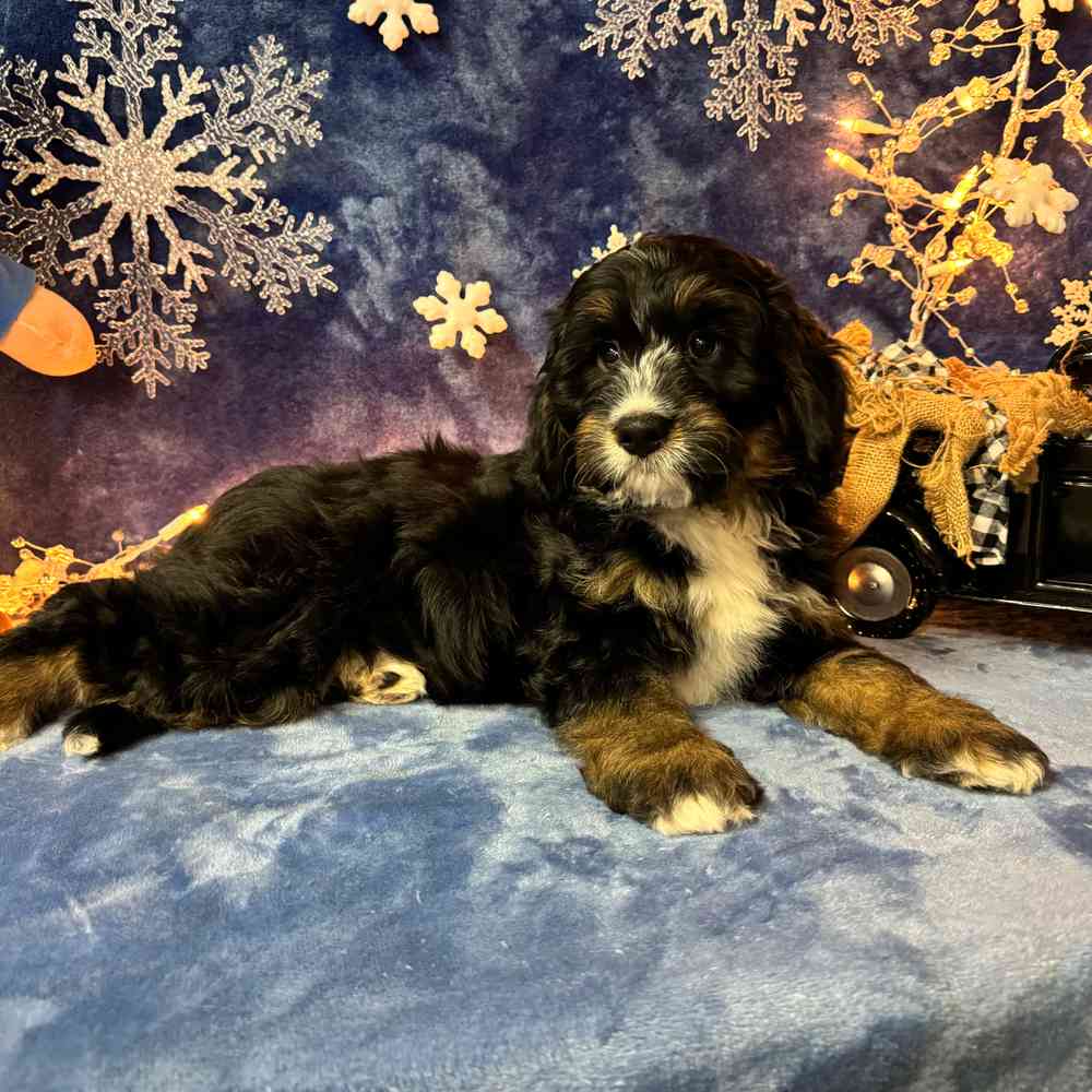 carousel pet images