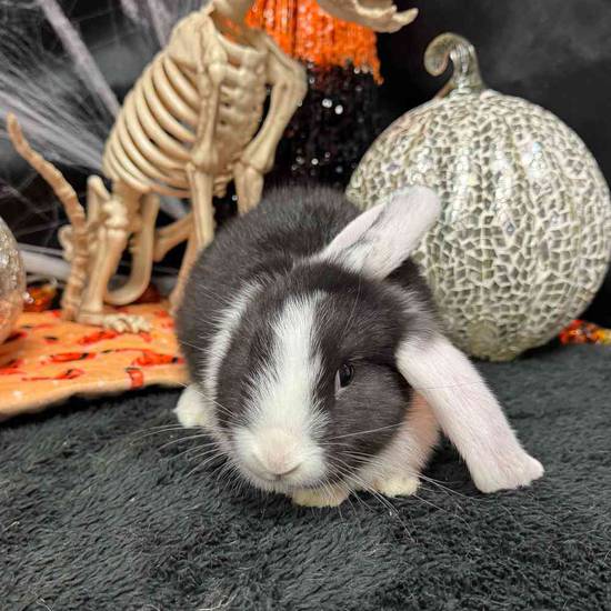 Flemish Giant Holland Lop Mix