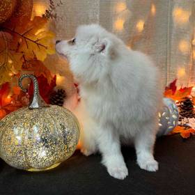 American Eskimo