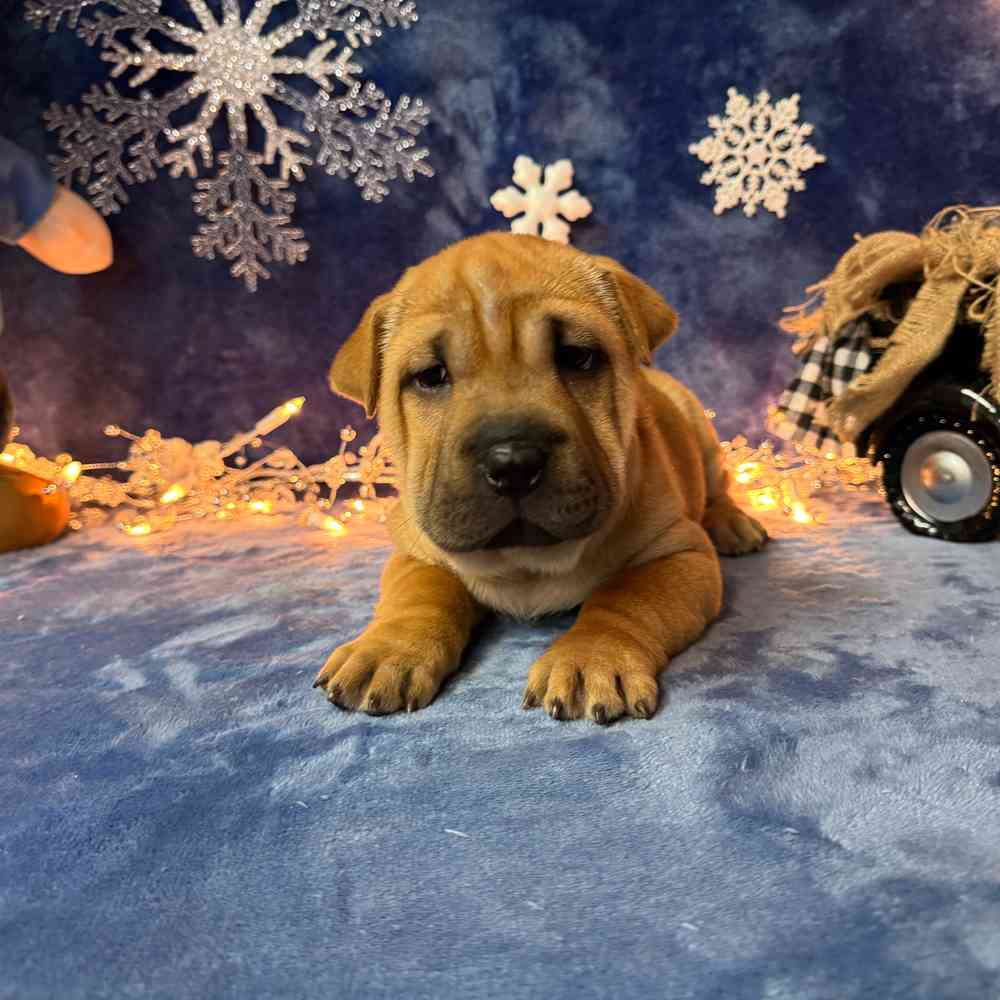 carousel pet images