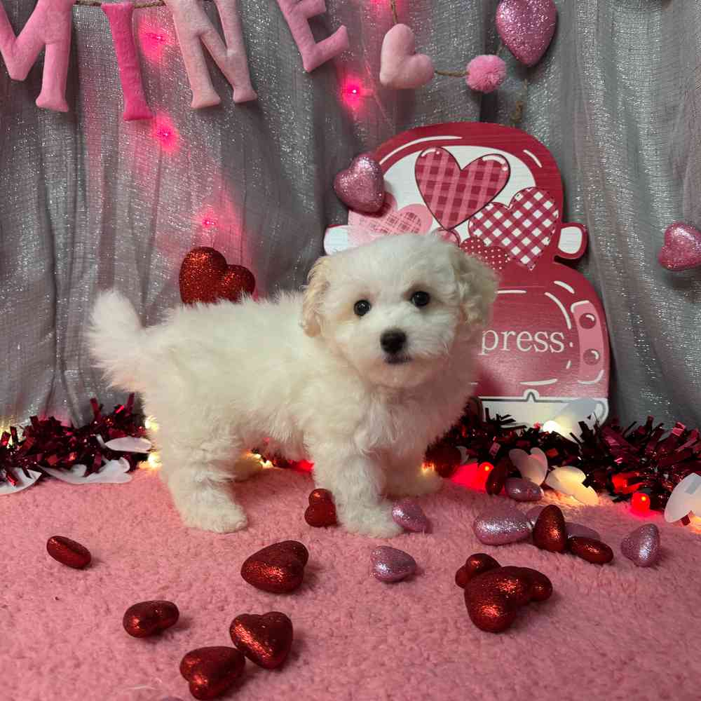 carousel pet images