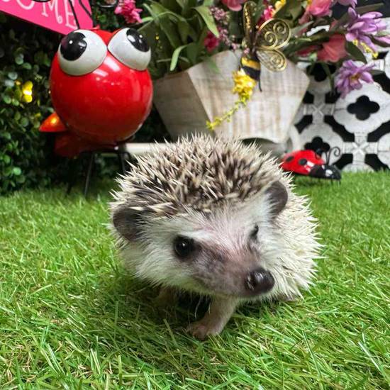 Hedgehog