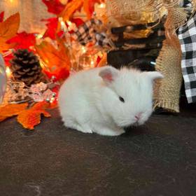 Holland Lop