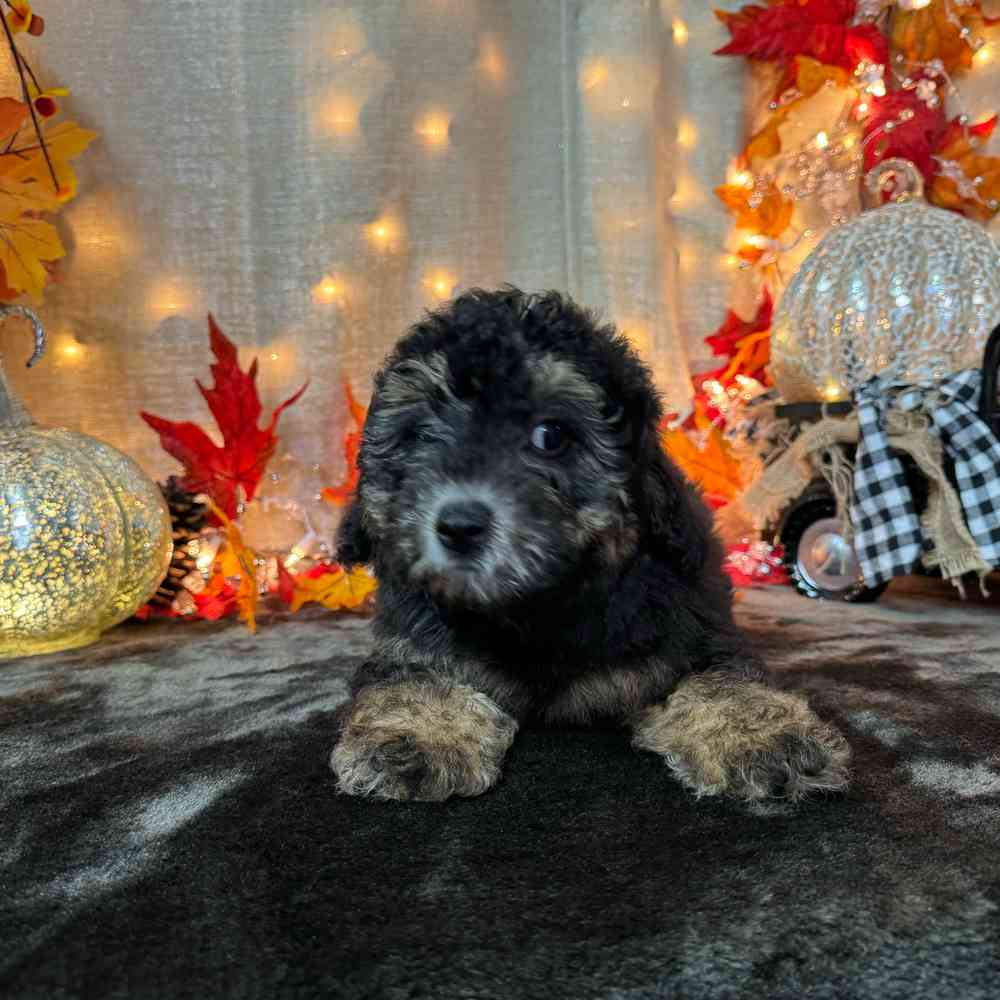 carousel pet images