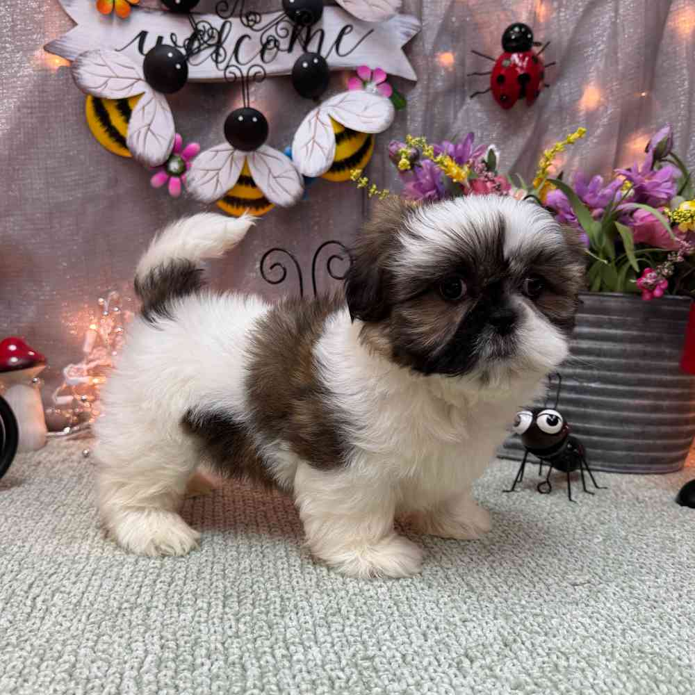 carousel pet images