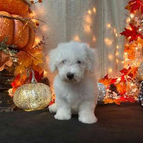 Bichon