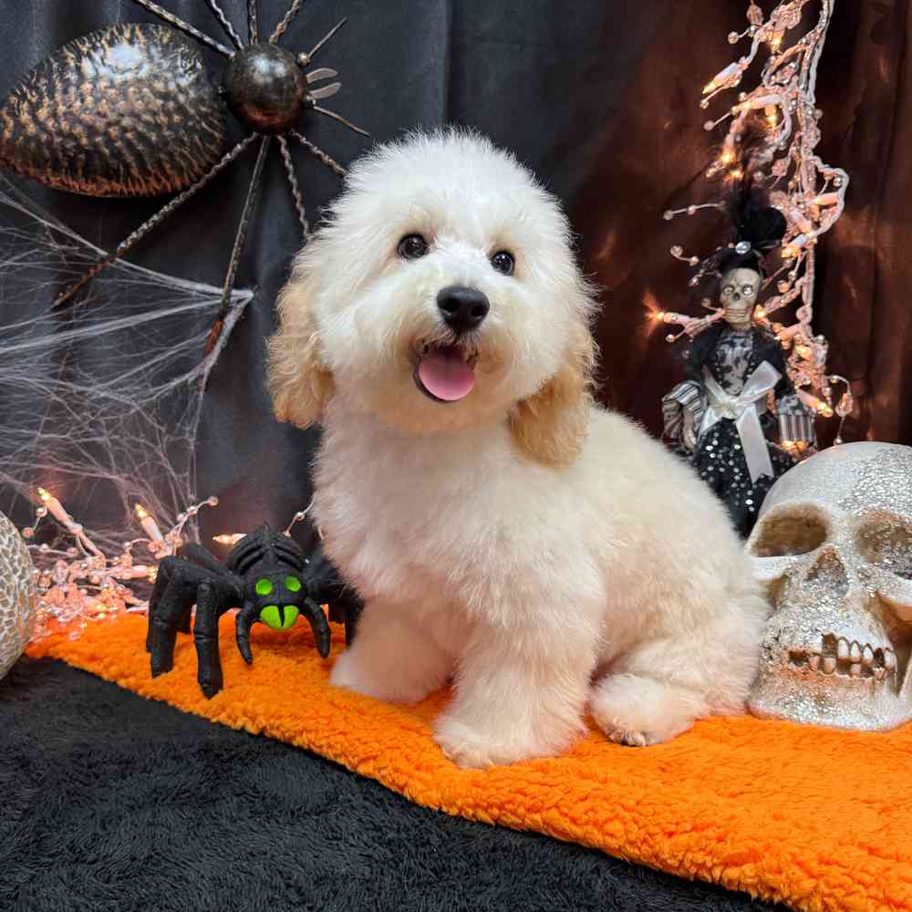 carousel pet images