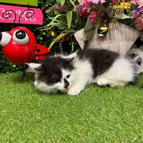 Domestic Kitten