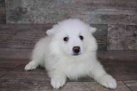 American Eskimo