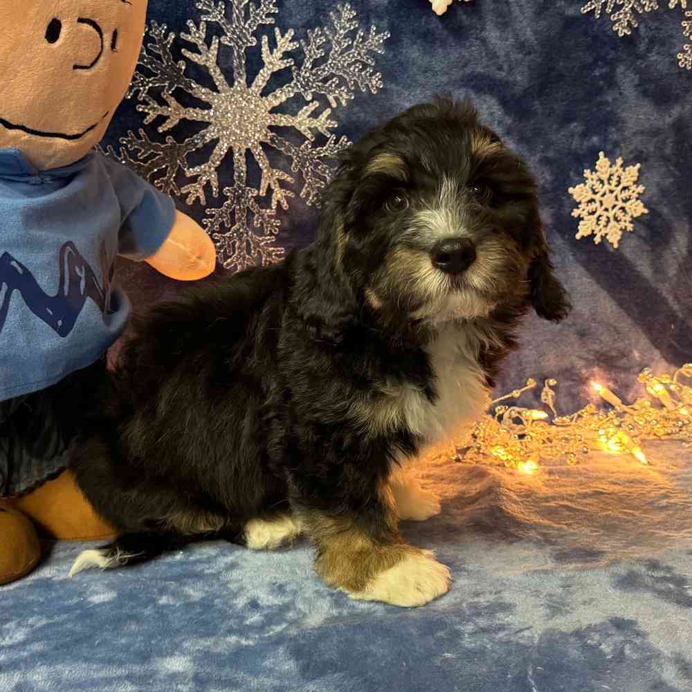 carousel pet images