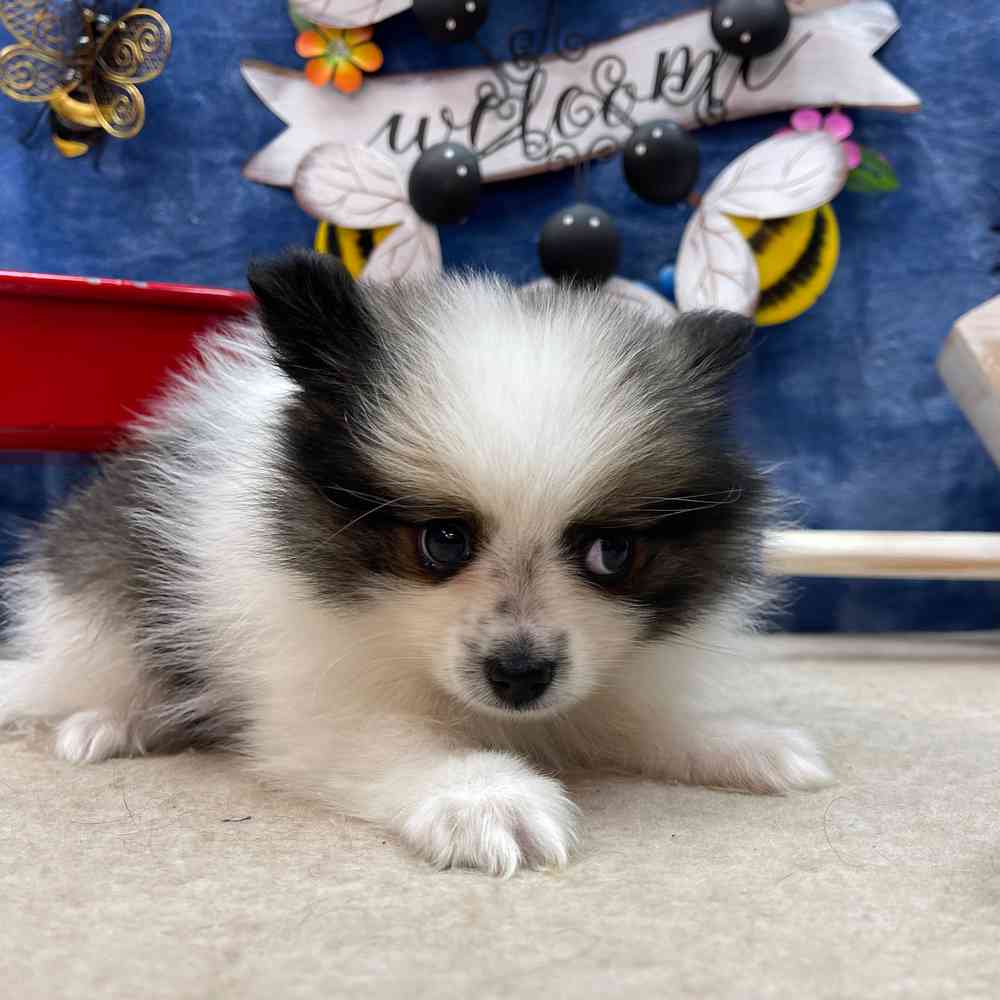 carousel pet images