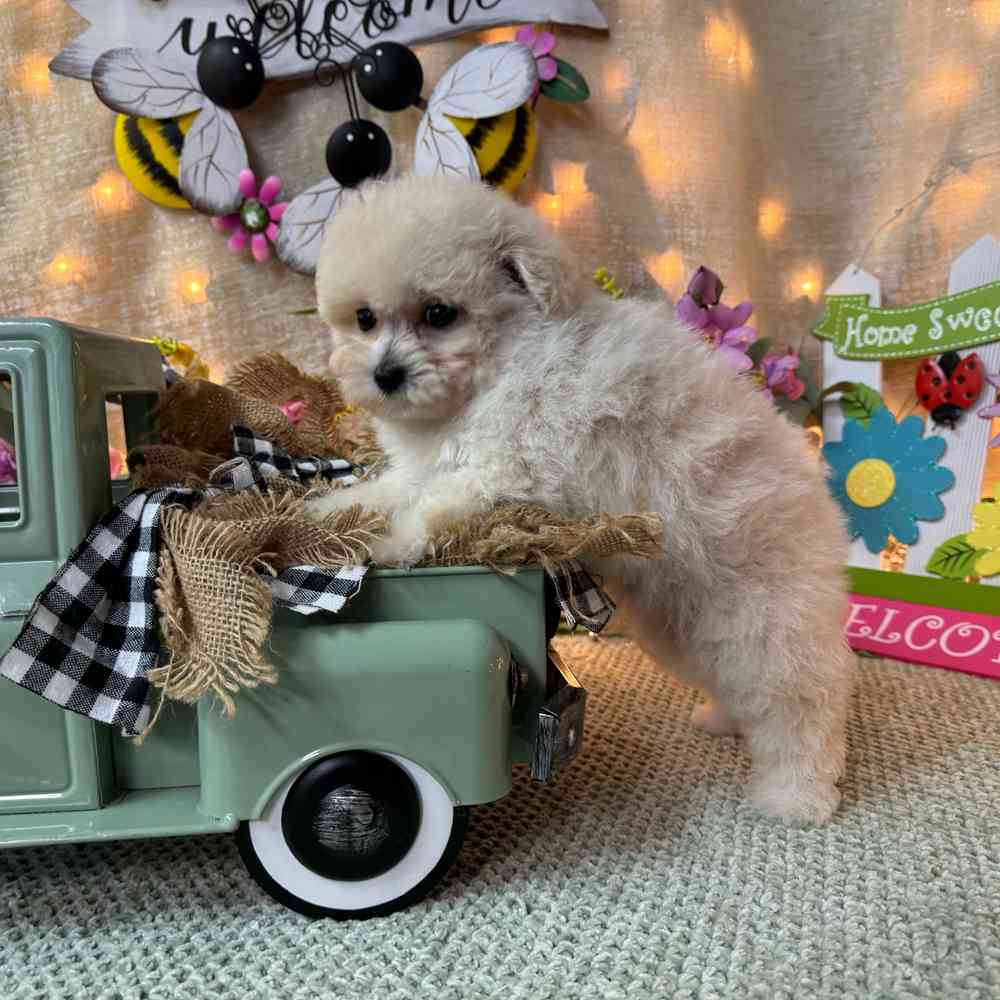 carousel pet images