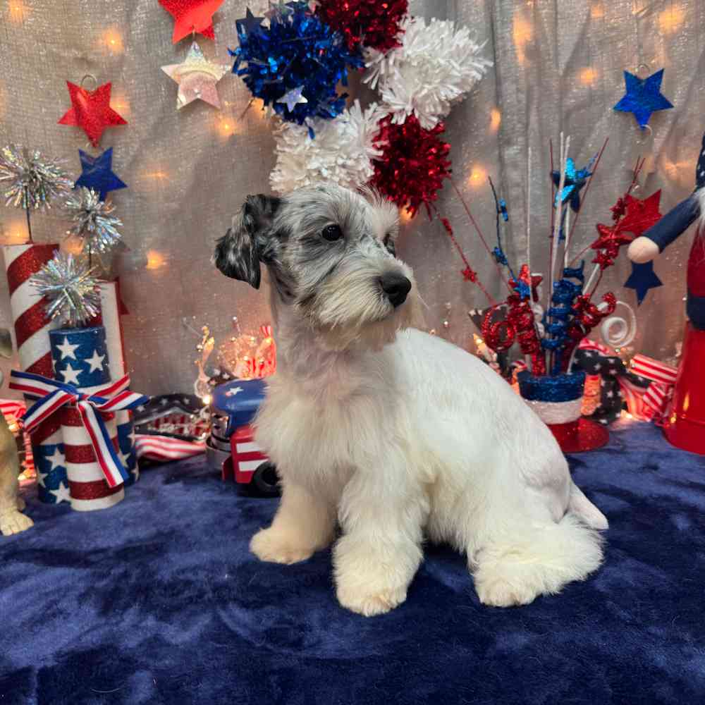 carousel pet images
