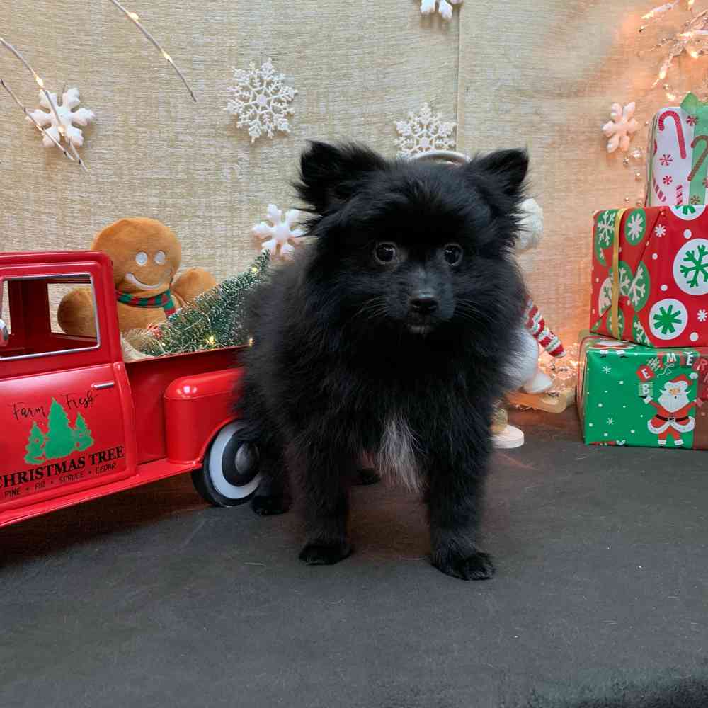 carousel pet images