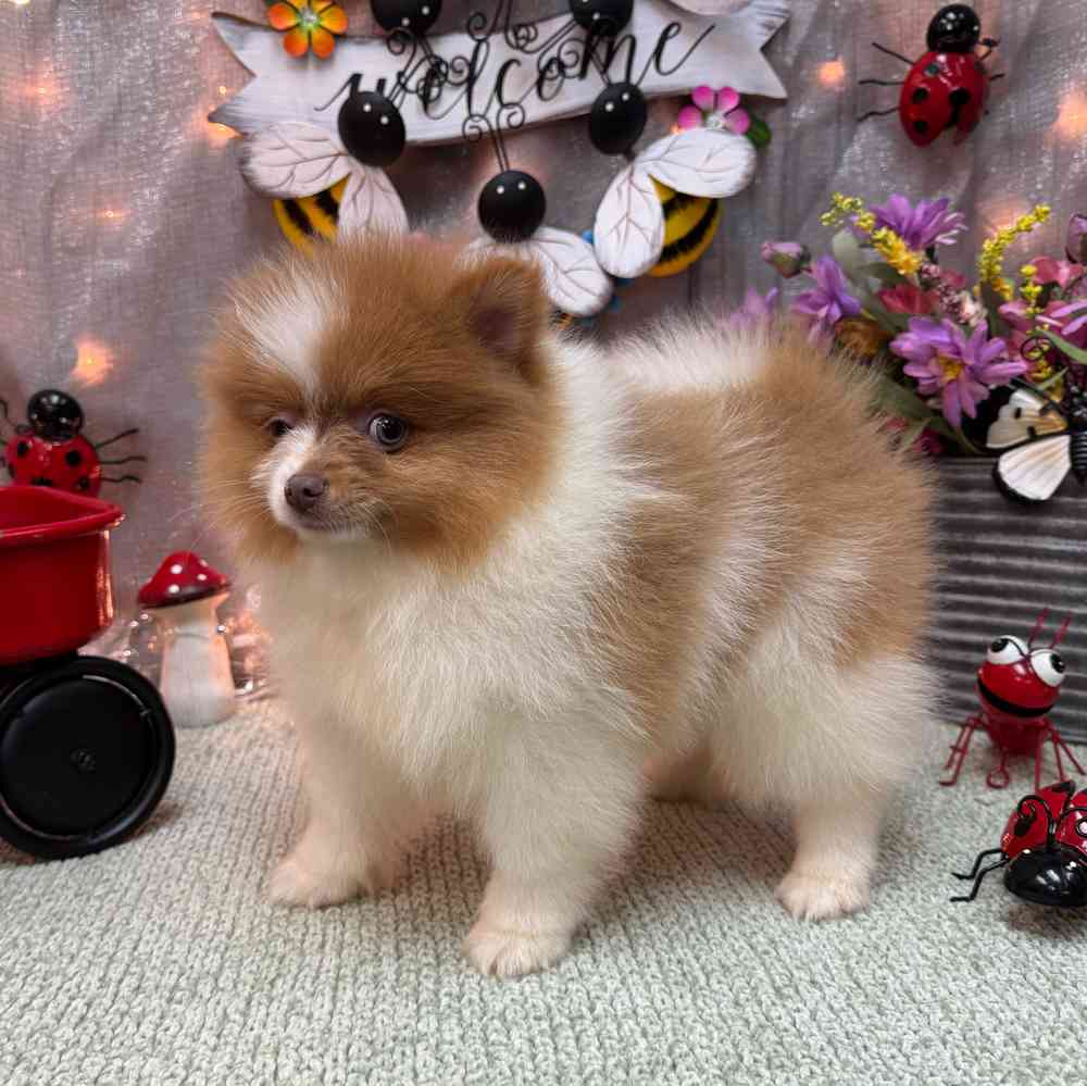 carousel pet images