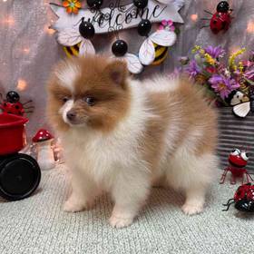 Pomeranian