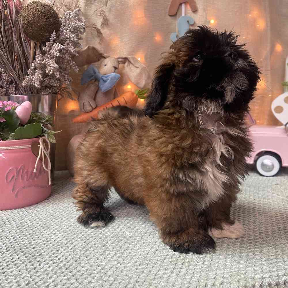 carousel pet images