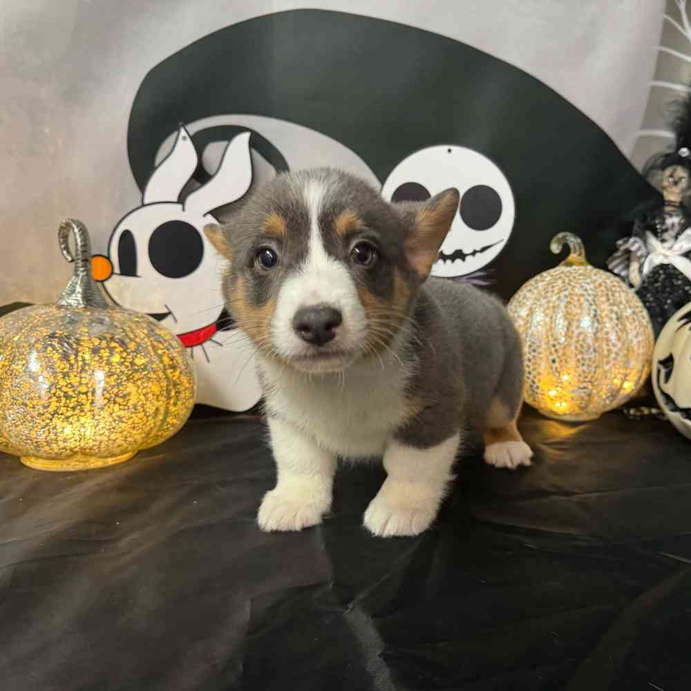 carousel pet images