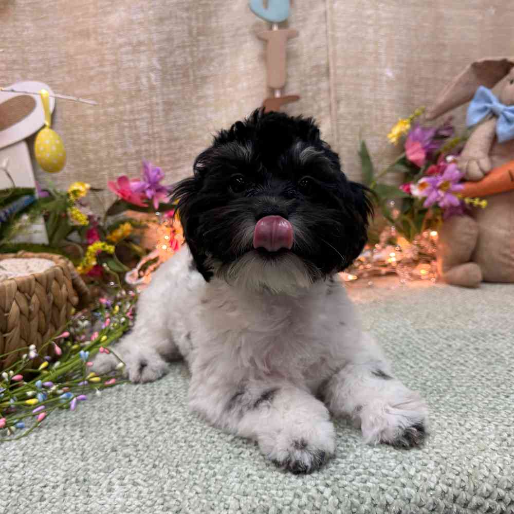 carousel pet images