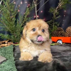 Yorkie-Poo