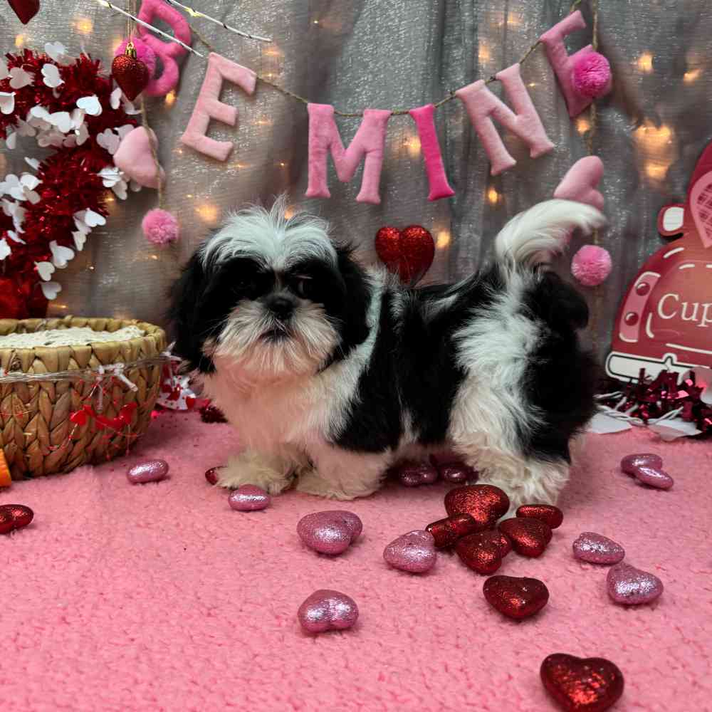 carousel pet images