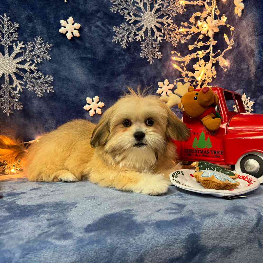 carousel pet images