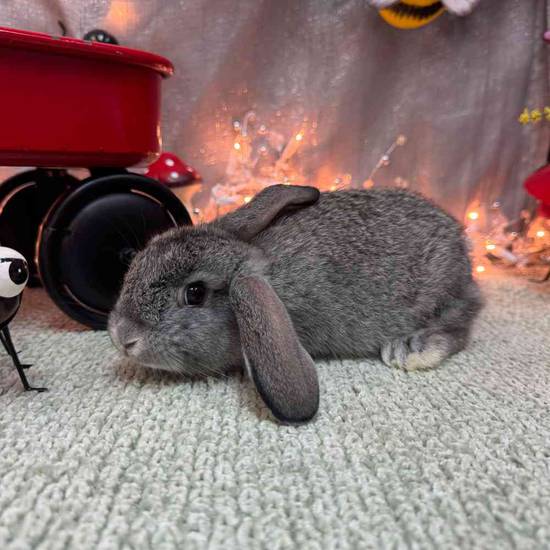 Flemish Giant Mix
