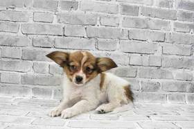 Papillon
