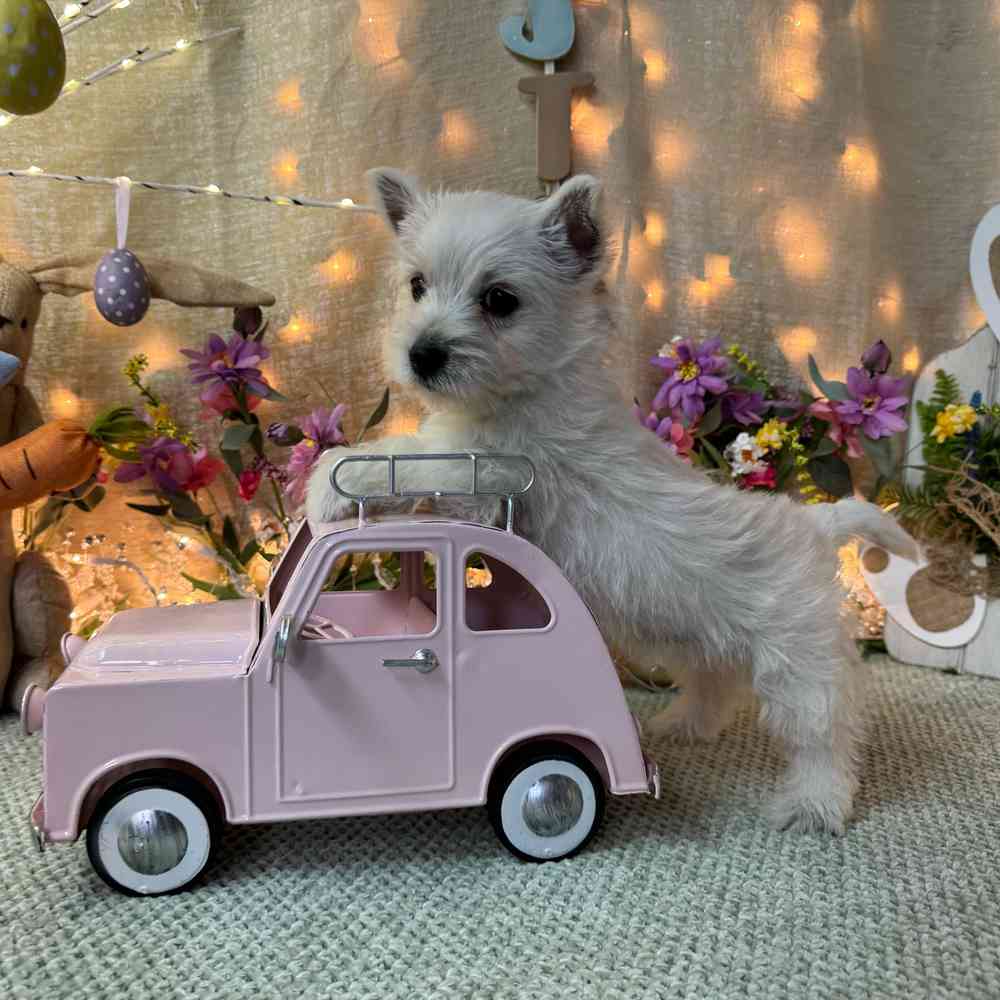 carousel pet images
