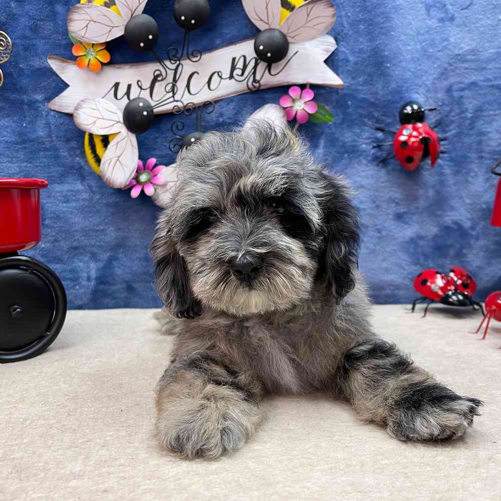 carousel pet images
