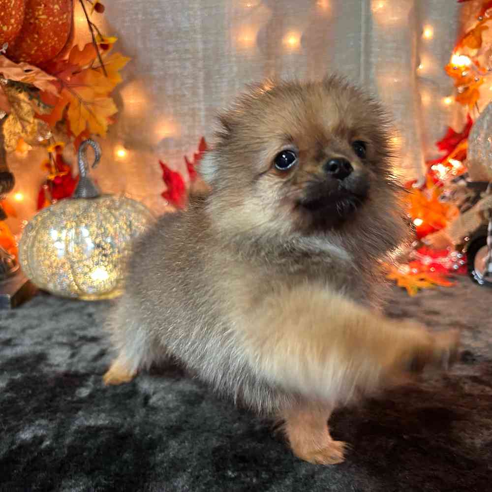 carousel pet images