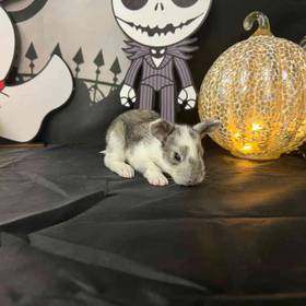 Flemish Giant Mix