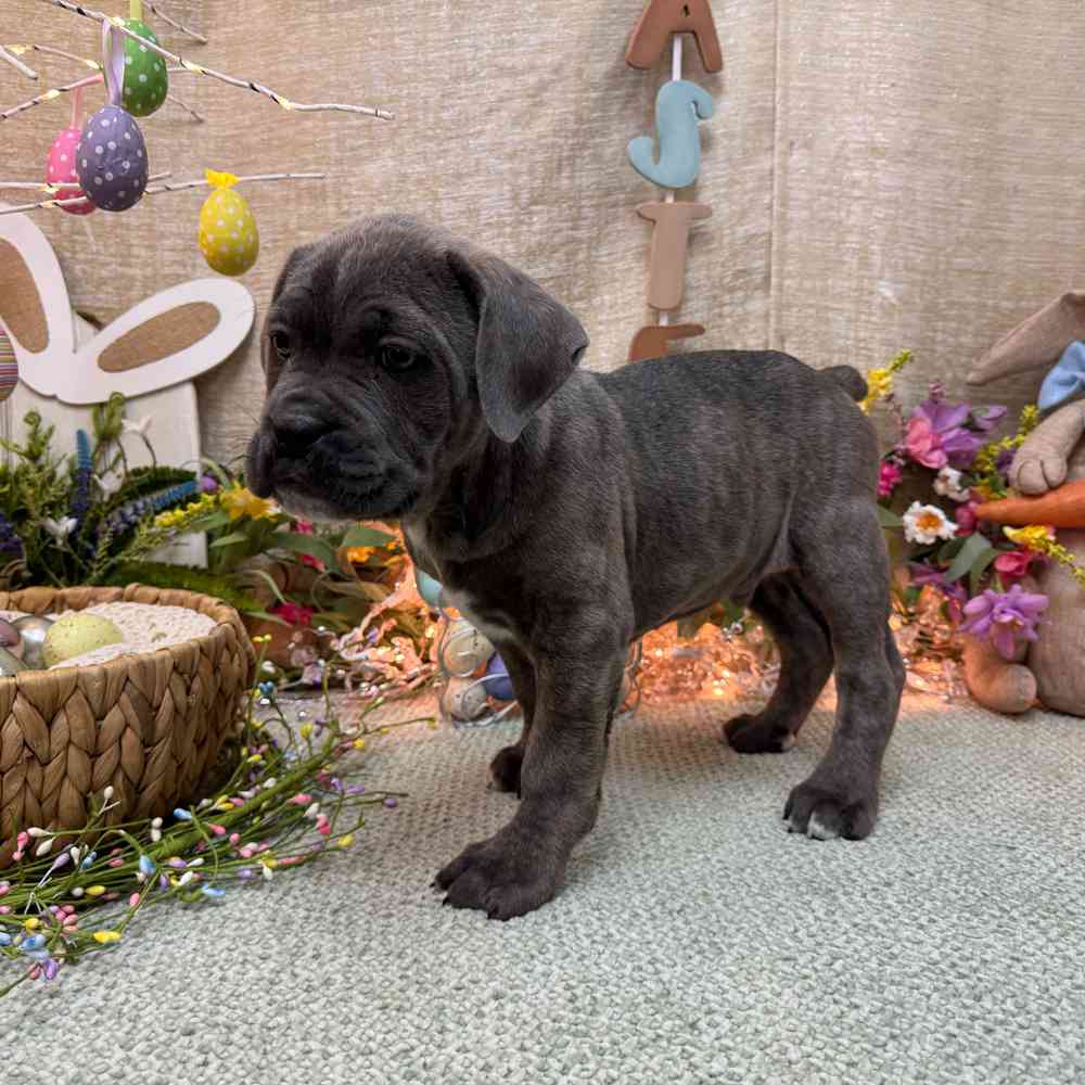 Image of a pet breed in the gallery