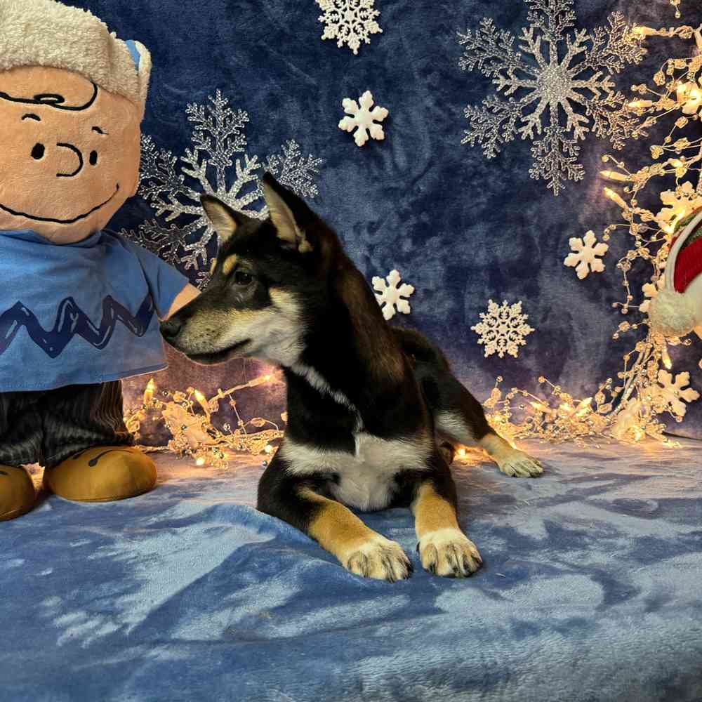 carousel pet images