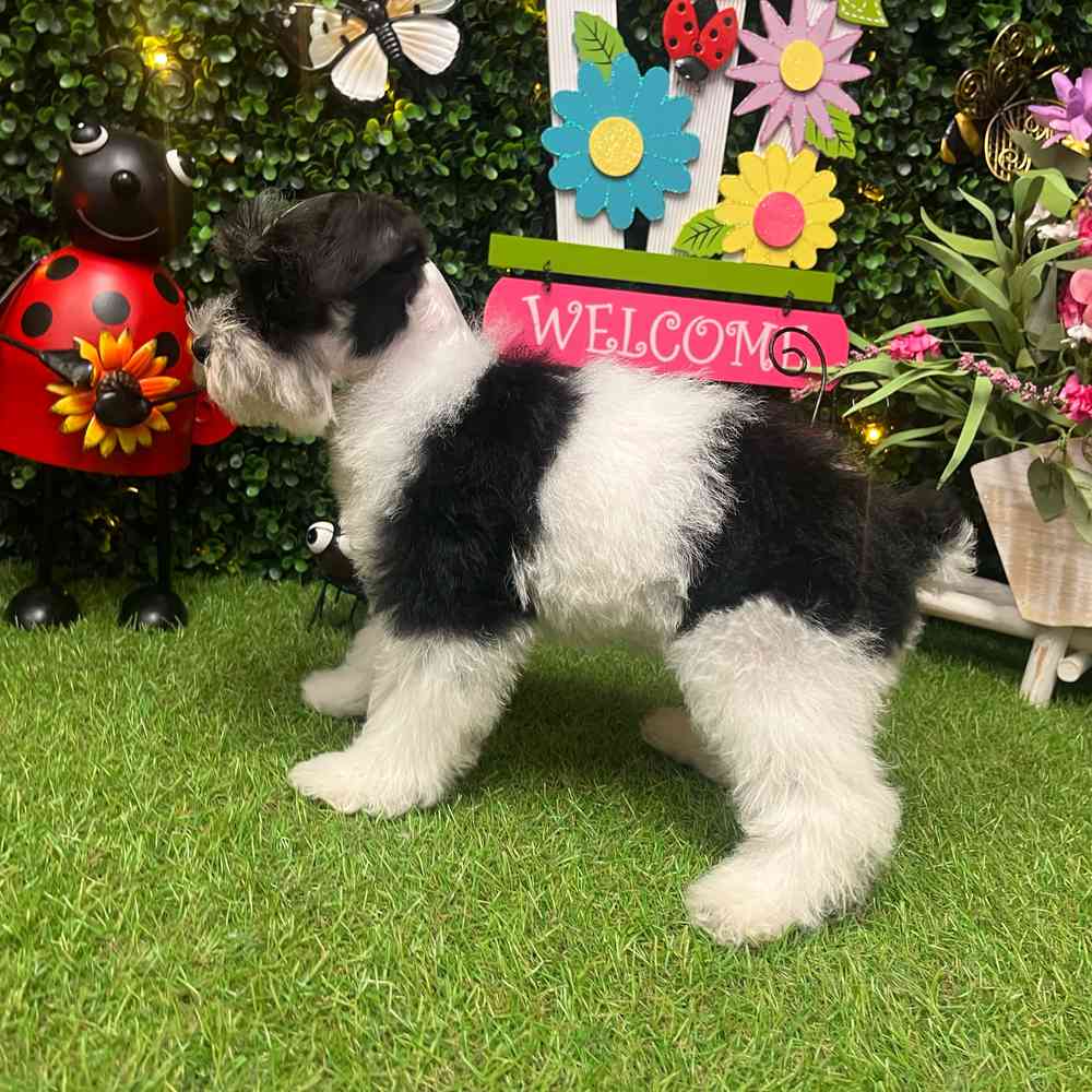 carousel pet images
