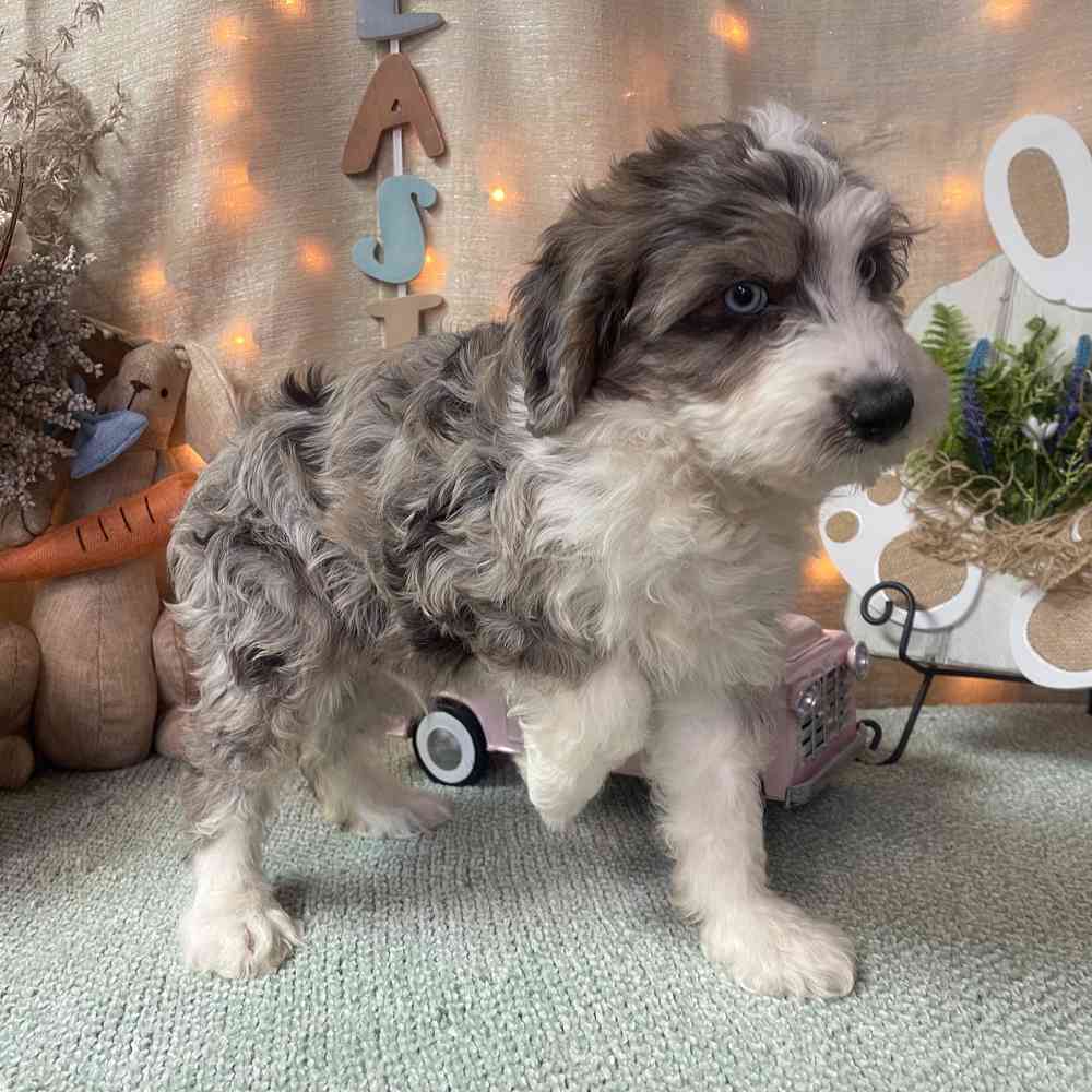 carousel pet images
