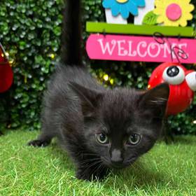 Domestic Kitten