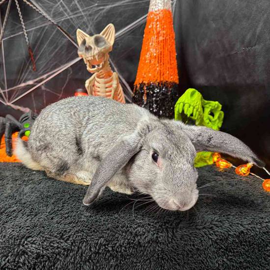 Flemish Giant Mix