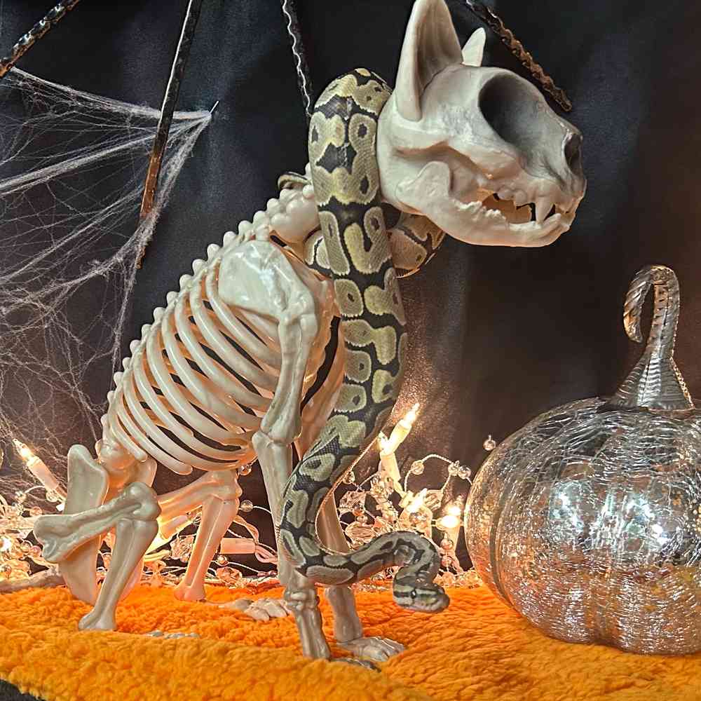 carousel pet images