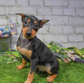 Min Pin