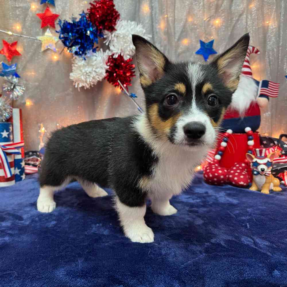 carousel pet images