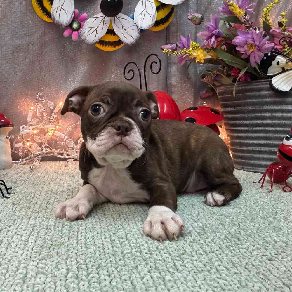 Image of a pet breed in the gallery