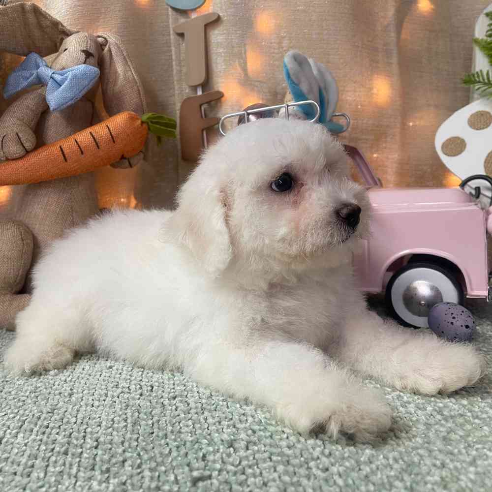 carousel pet images
